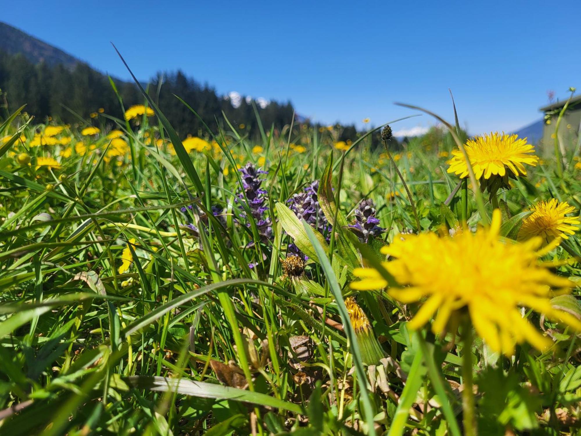 Sachserhof Ferienwohnungen In Sachsenburg Exteriér fotografie